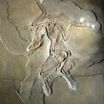 The Berlin specimen of Archaeopteryx: a fossil skeleton with outspread feathered wings, pressed into pale limestone