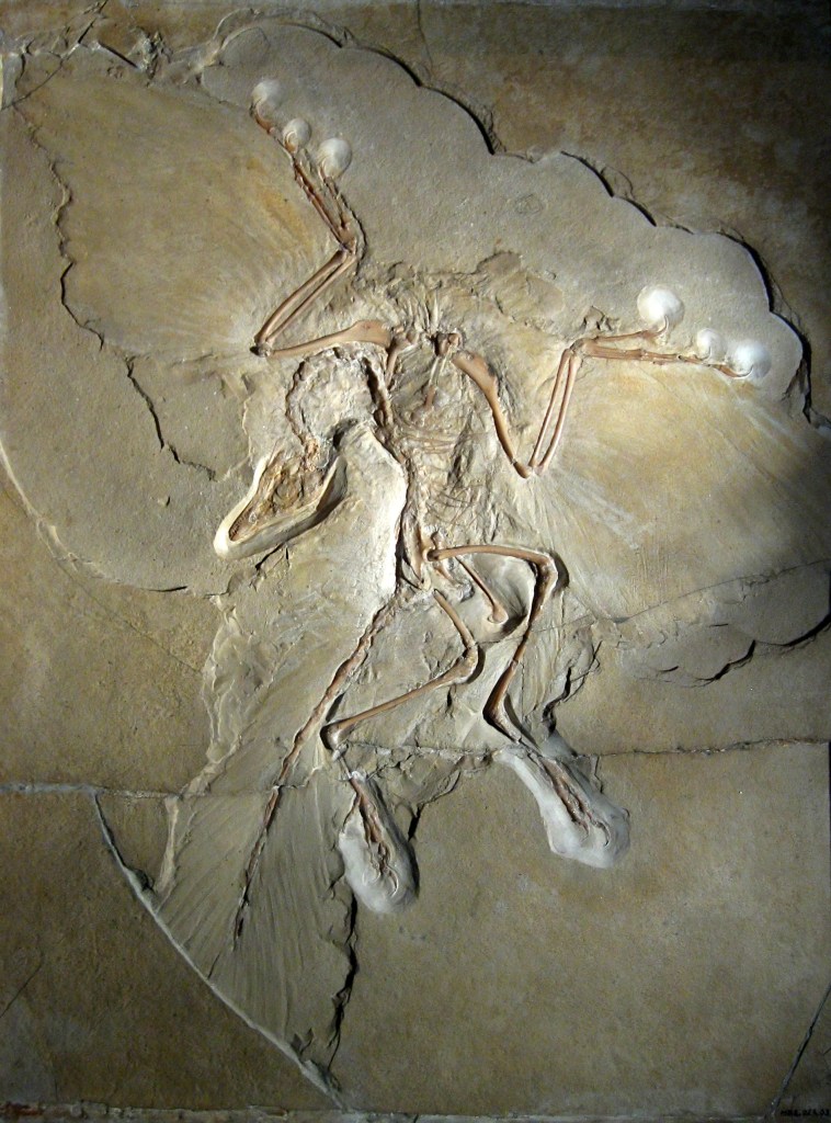 The Berlin specimen of Archaeopteryx: a fossil skeleton with outspread feathered wings, pressed into pale limestone