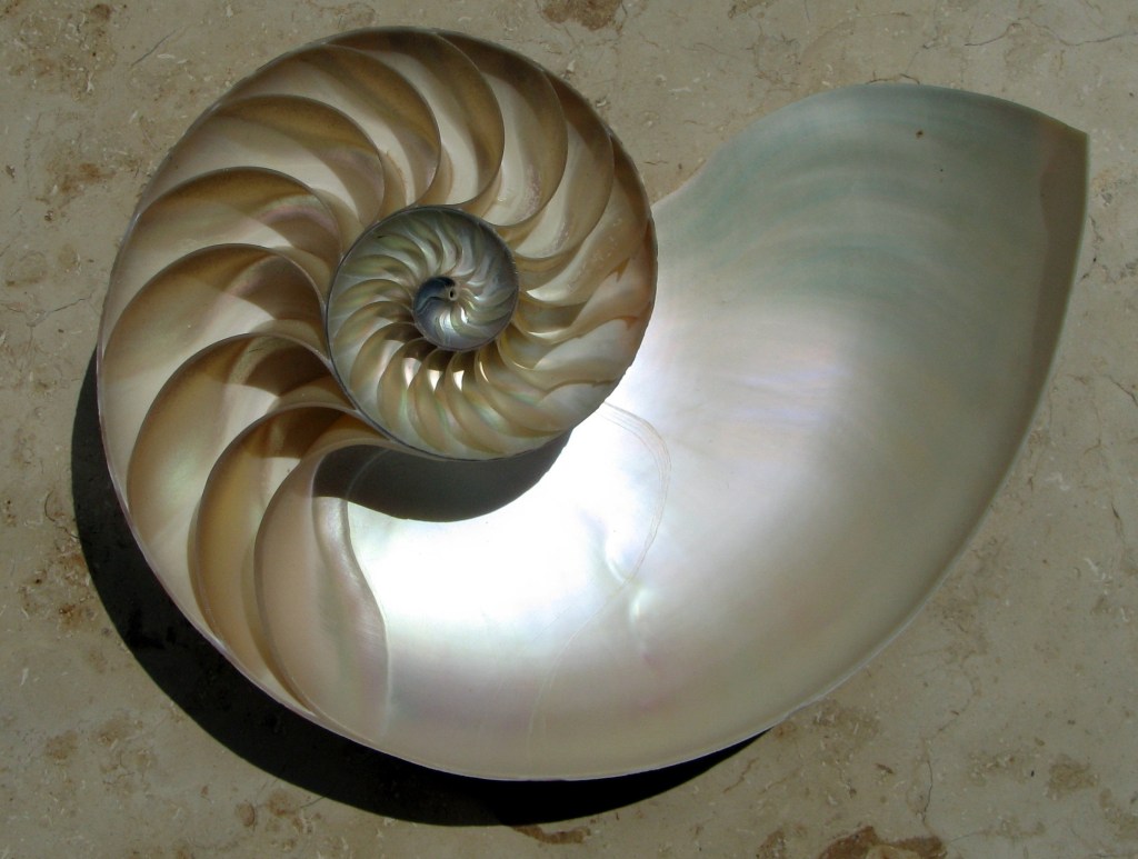 A chambered nautilus shell cut in half, showing its chambers spiralling outward from the centre