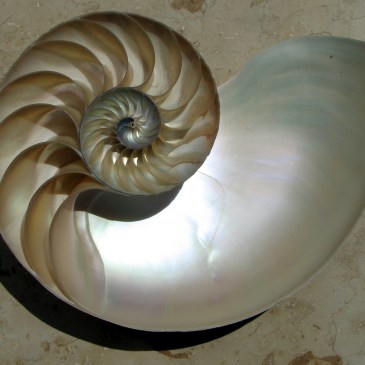 A chambered nautilus shell cut in half, showing its chambers spiralling outward from the centre