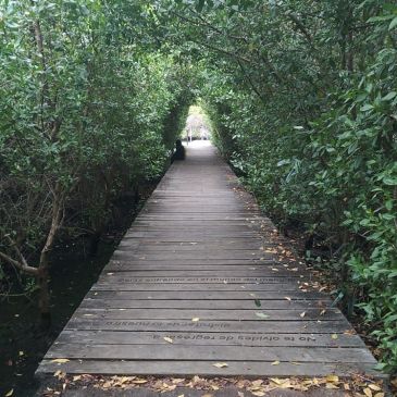 The wooden boardwalk into the Laguna de las Ninfas, enclosed by mangroves, with the inscription on the planks: you are entering the world of the mangrove
