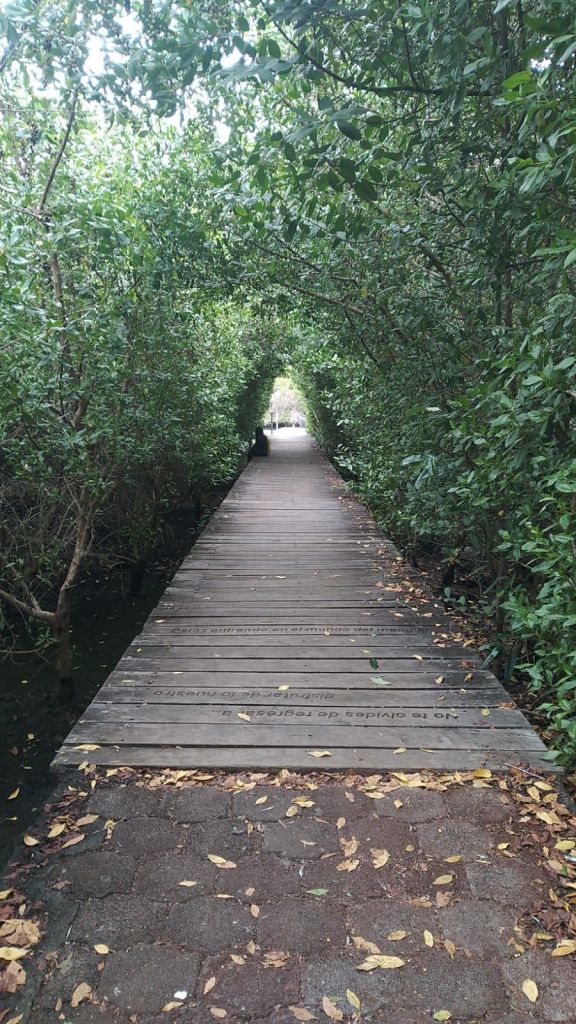 The wooden boardwalk into the Laguna de las Ninfas, enclosed by mangroves, with the inscription on the planks: you are entering the world of the mangrove